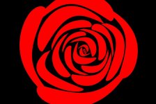 rose